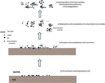 Sustainable Remediation of Contaminated Soil Using Biosurfactants